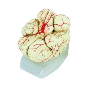 Human Brain with Arteries